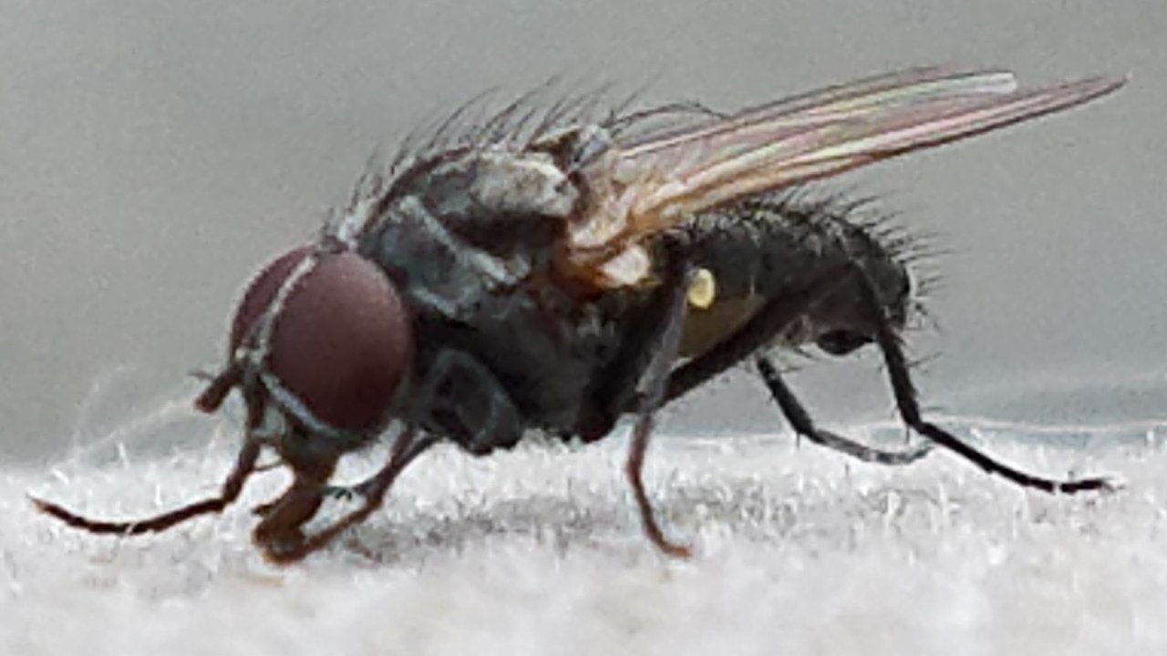 fly.jpg