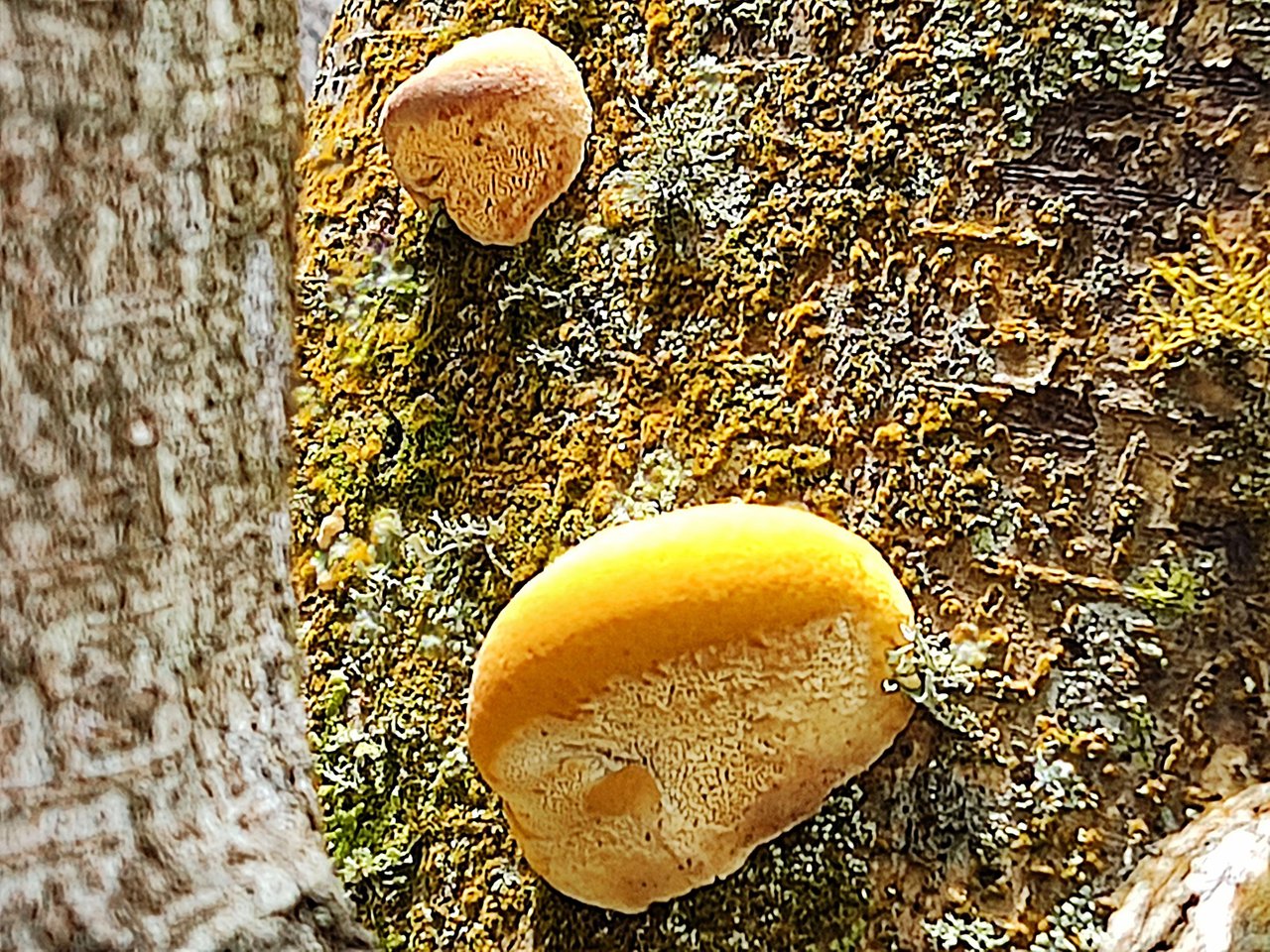 IMG_20220806_121850_Snapseed.jpg