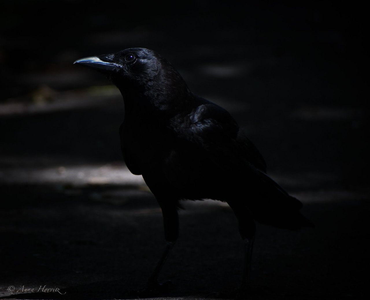 DSC_3032.JPG