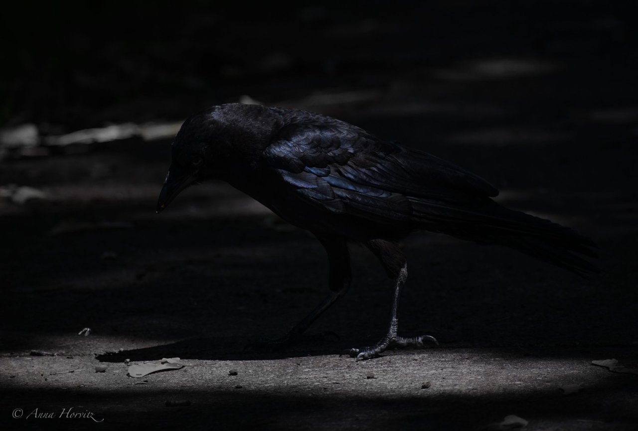 DSC_3066 1.JPG
