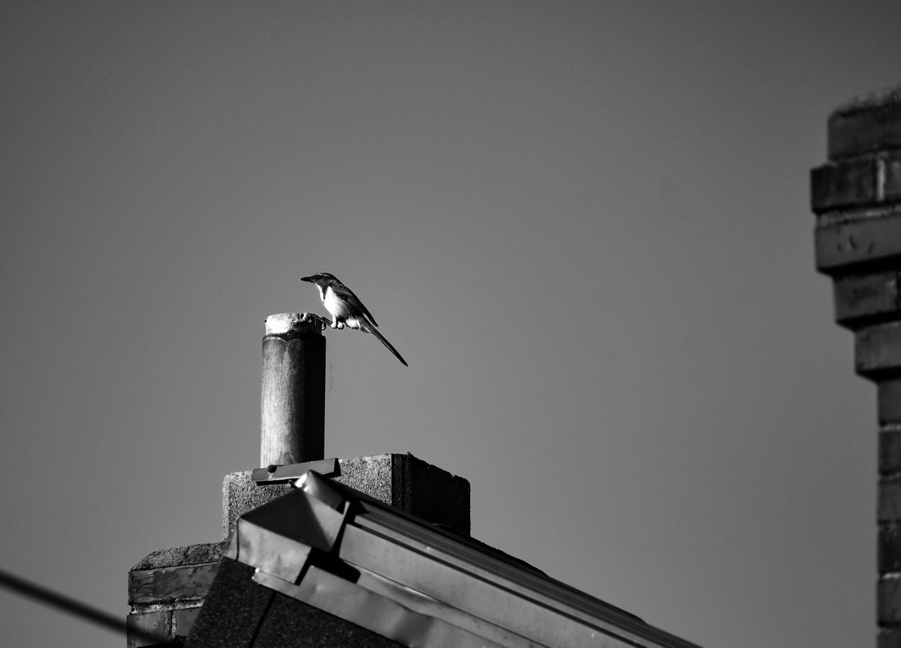 DSC_1565.JPG