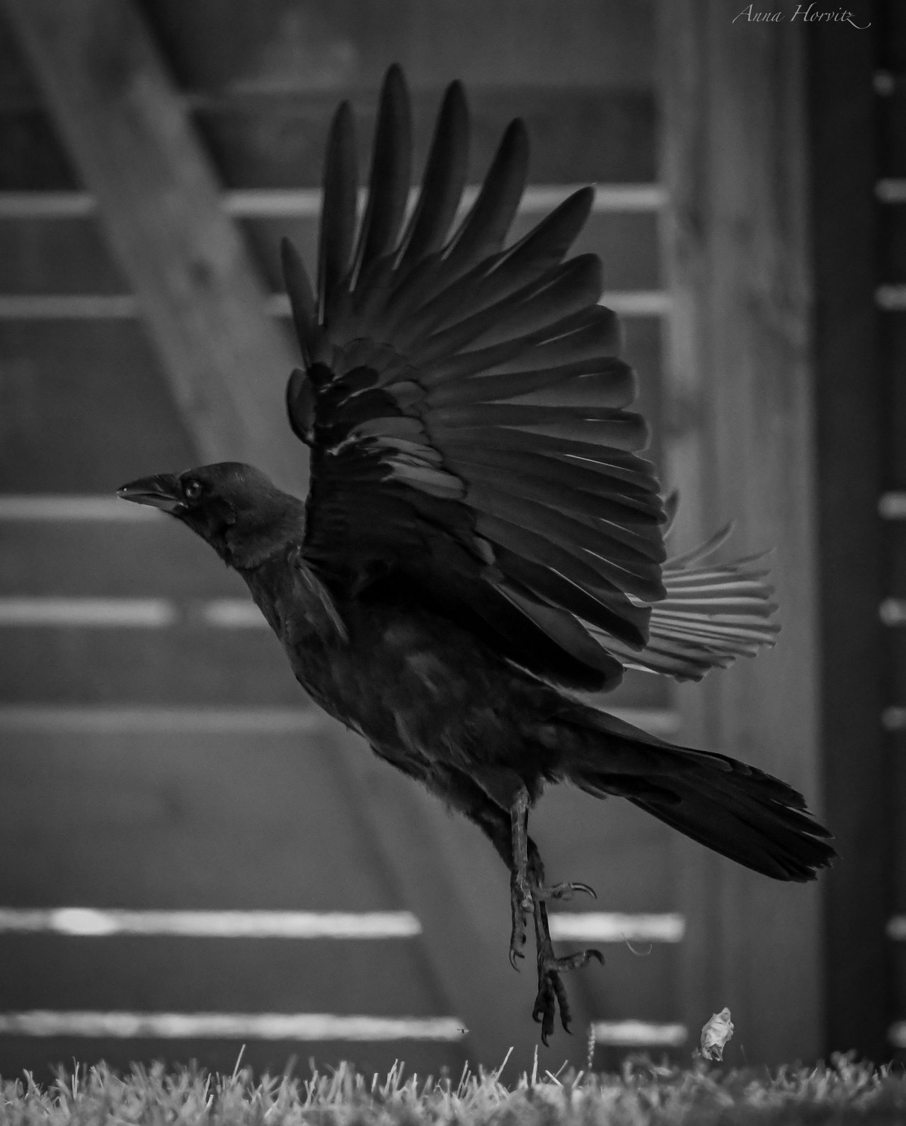 DSC_2321.JPG