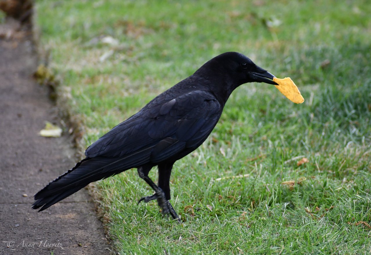 DSC_2347.JPG