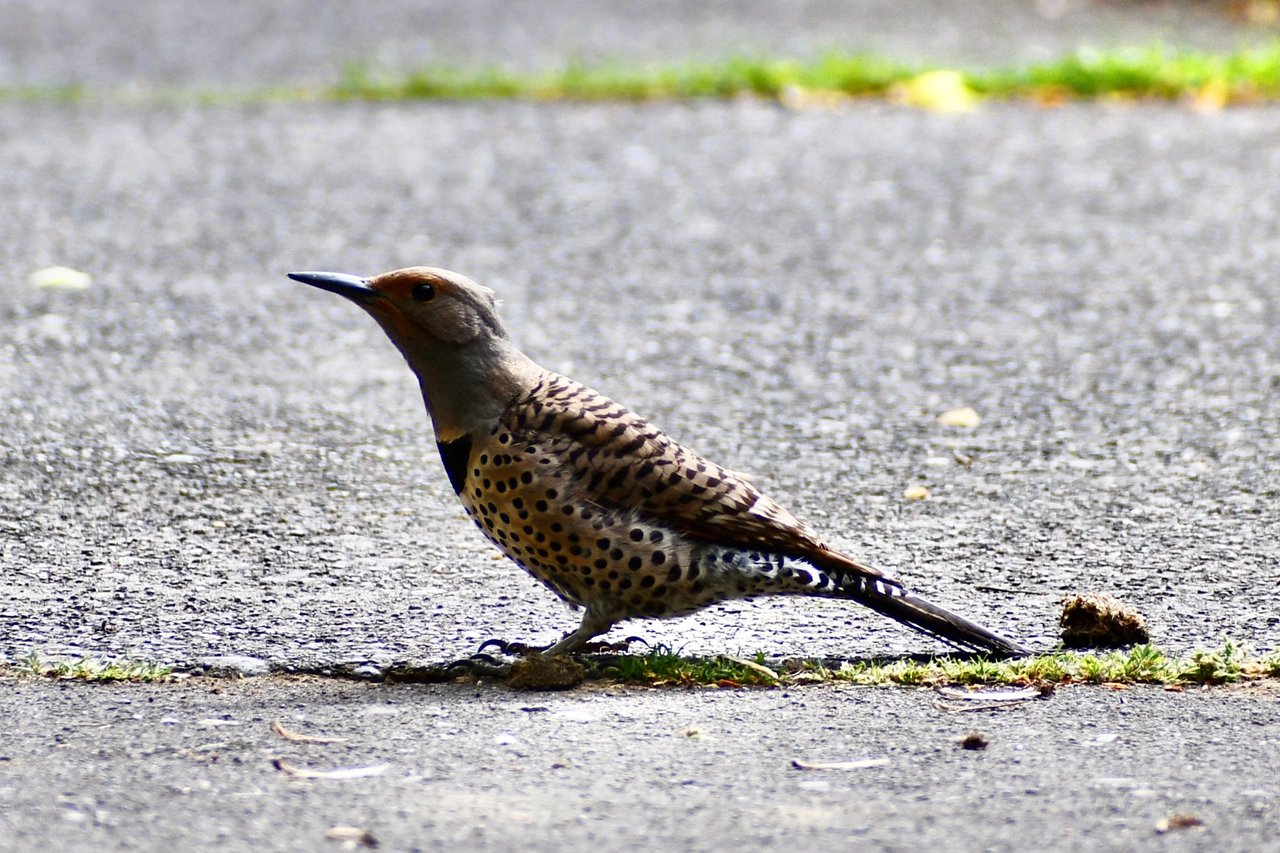 DSC_4001.jpg