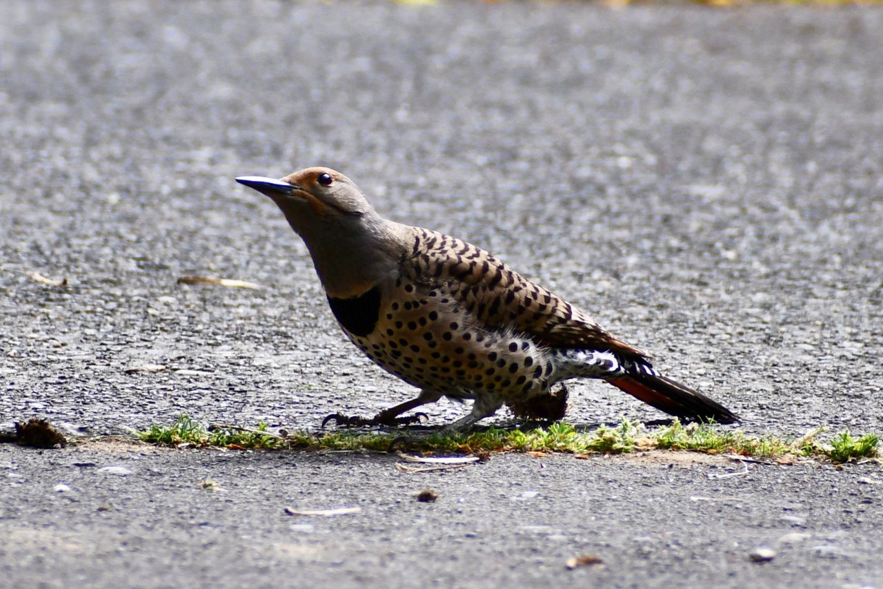 DSC_3971.jpg