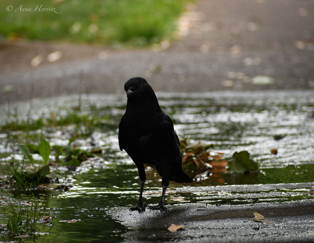 DSC_2485.JPG