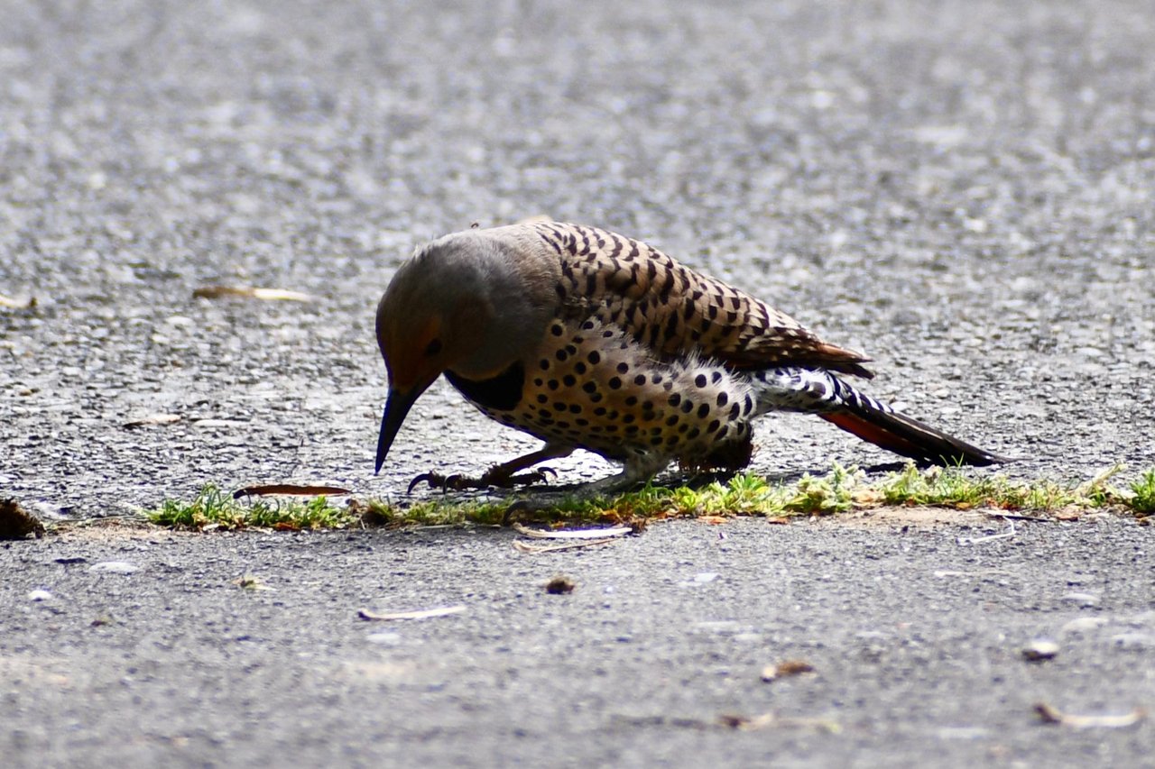 DSC_3957.jpg