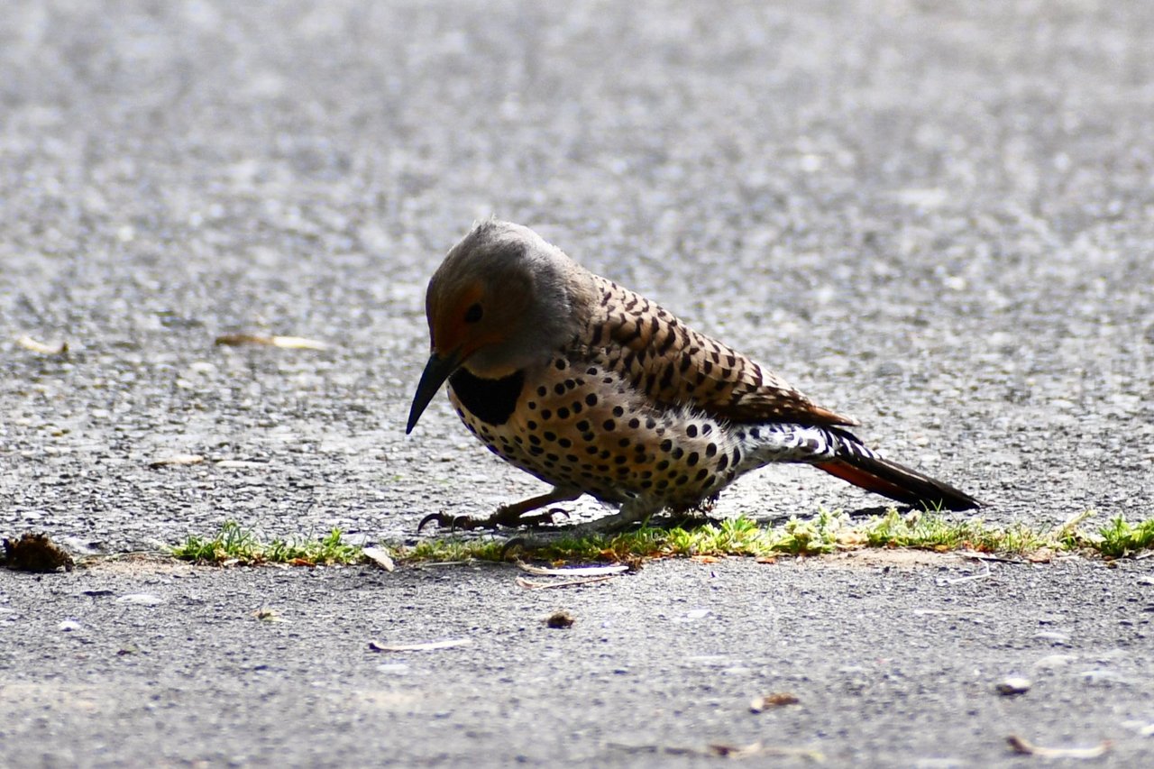 DSC_3950.jpg