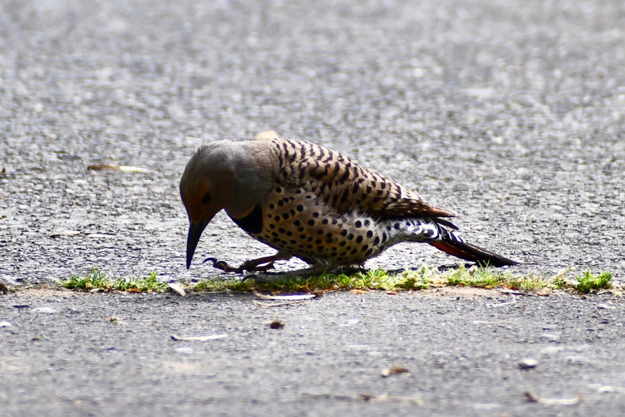 DSC_3946.jpg