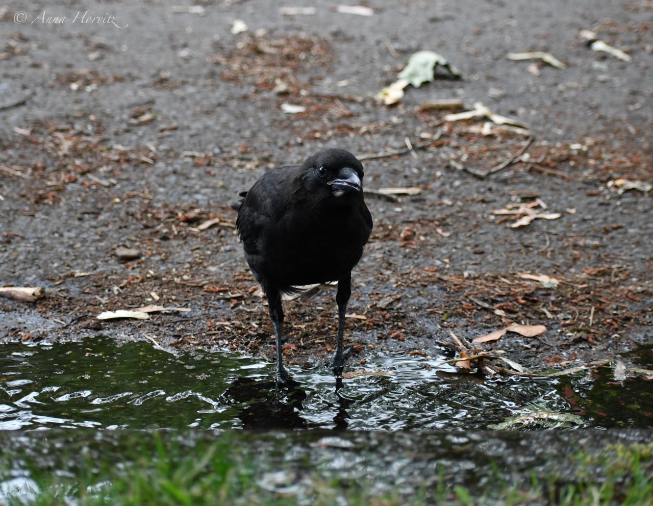 DSC_2512.JPG