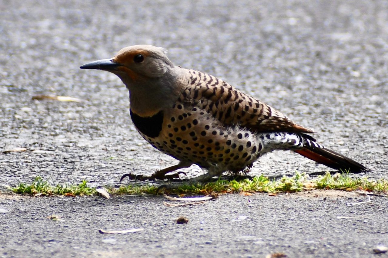 DSC_3949.jpg