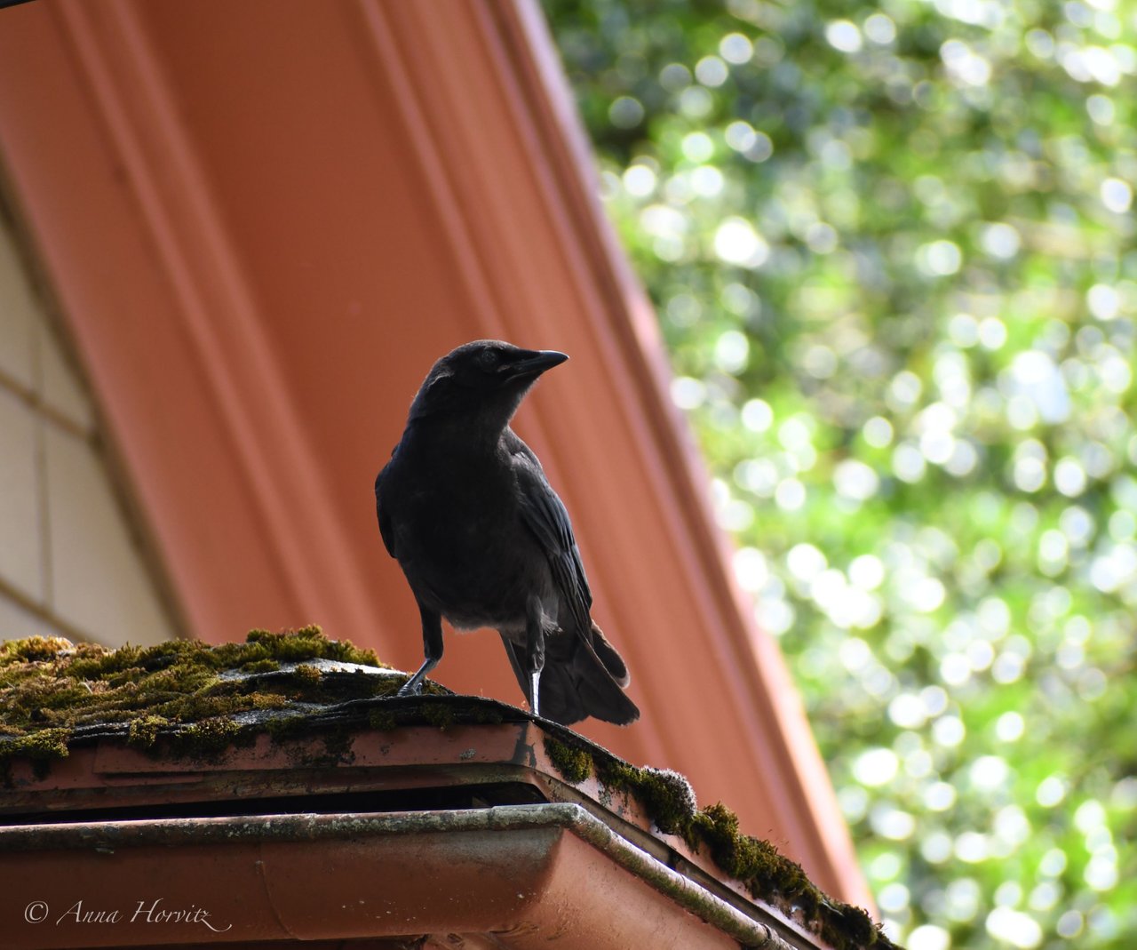 DSC_2550.JPG