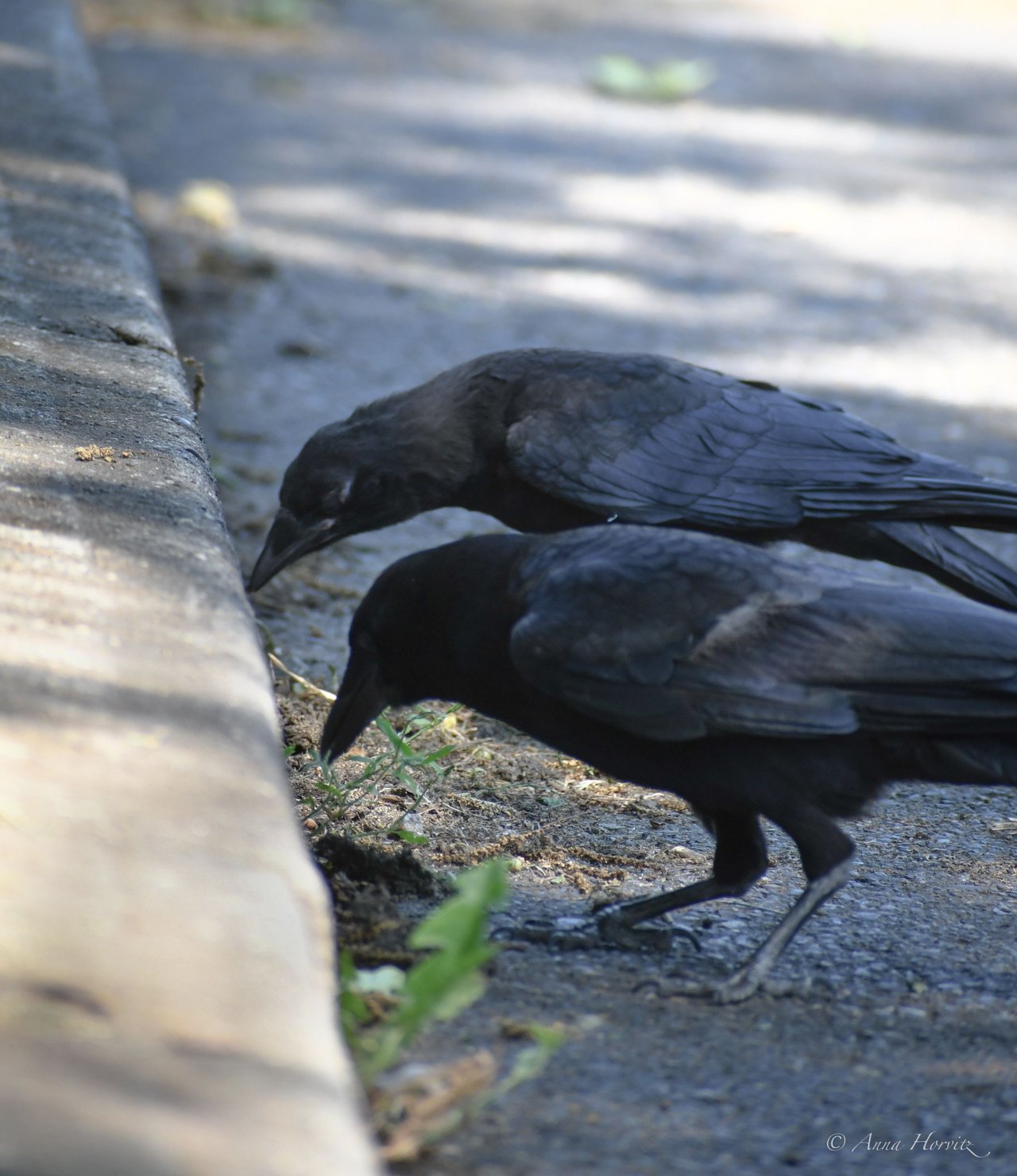 DSC_2091.JPG