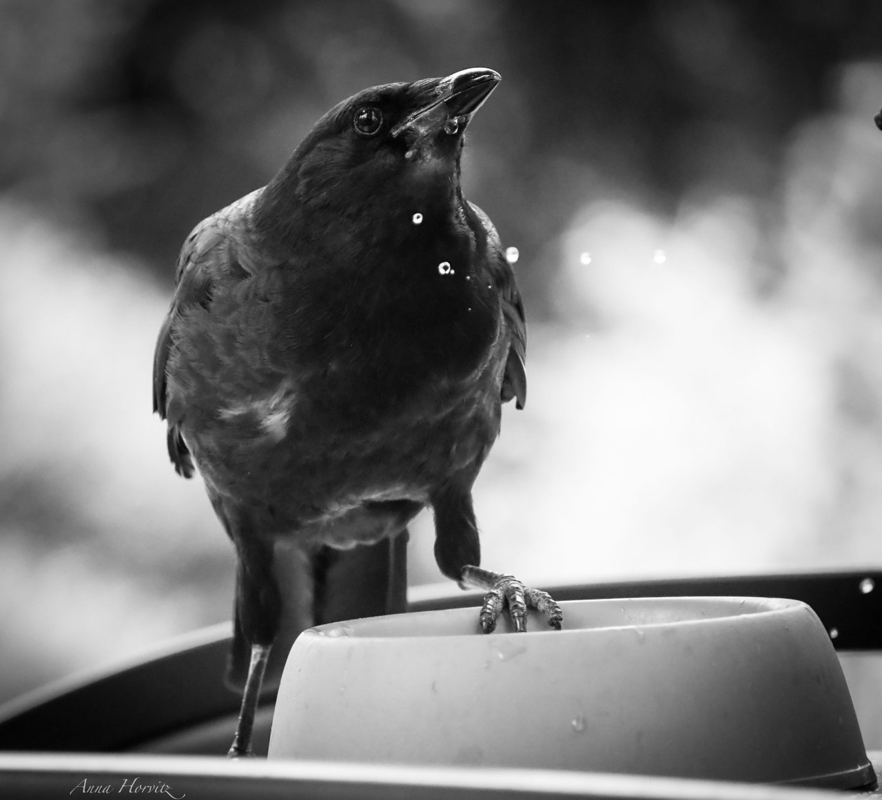 DSC_2598.JPG