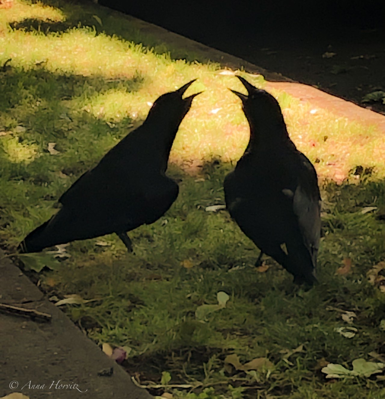IMG_2743.jpg