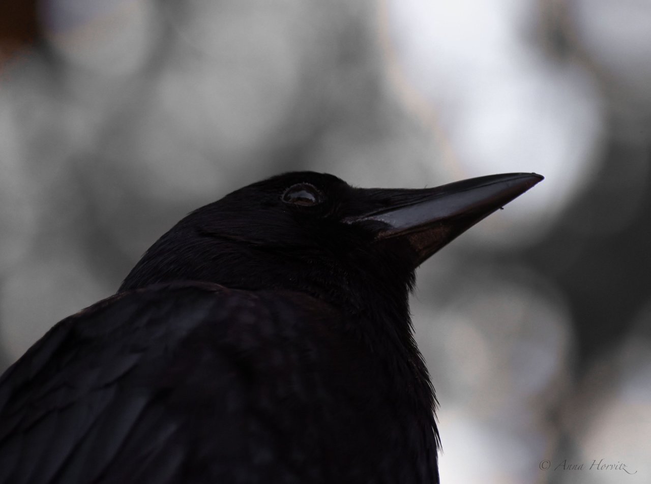DSC_3161.JPG