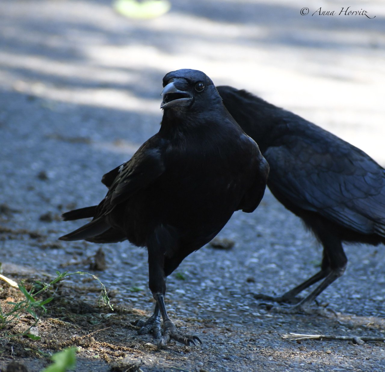 DSC_2090.JPG