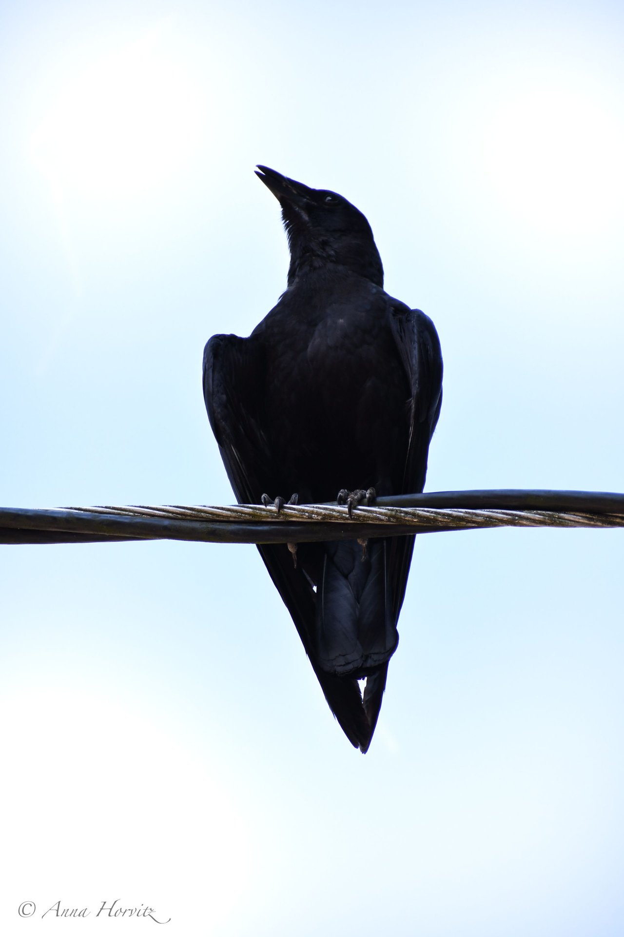 DSC_2179.JPG