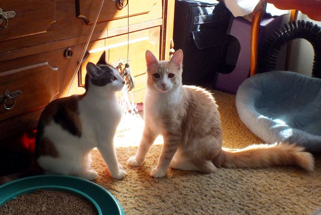 CC0671-TwoCats.jpg
