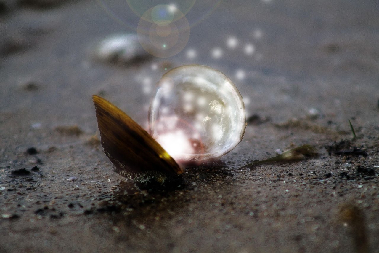 shell-979824_1920.jpg