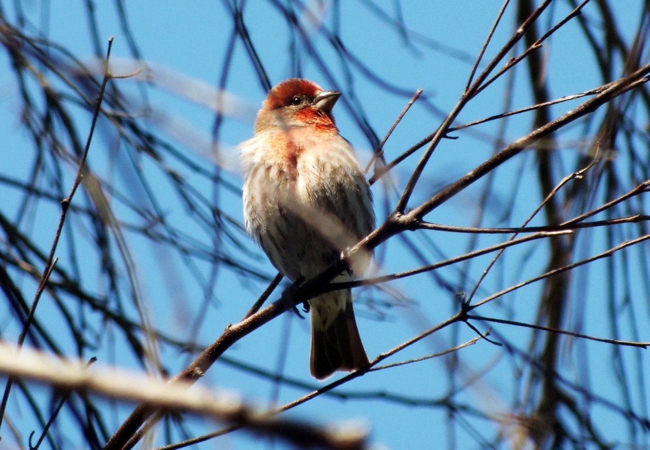 2667-Bird.jpg