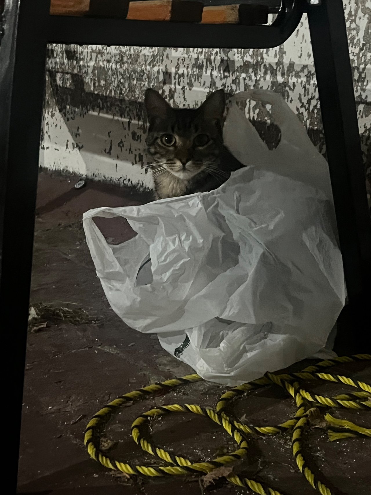 IMG_7427.jpeg