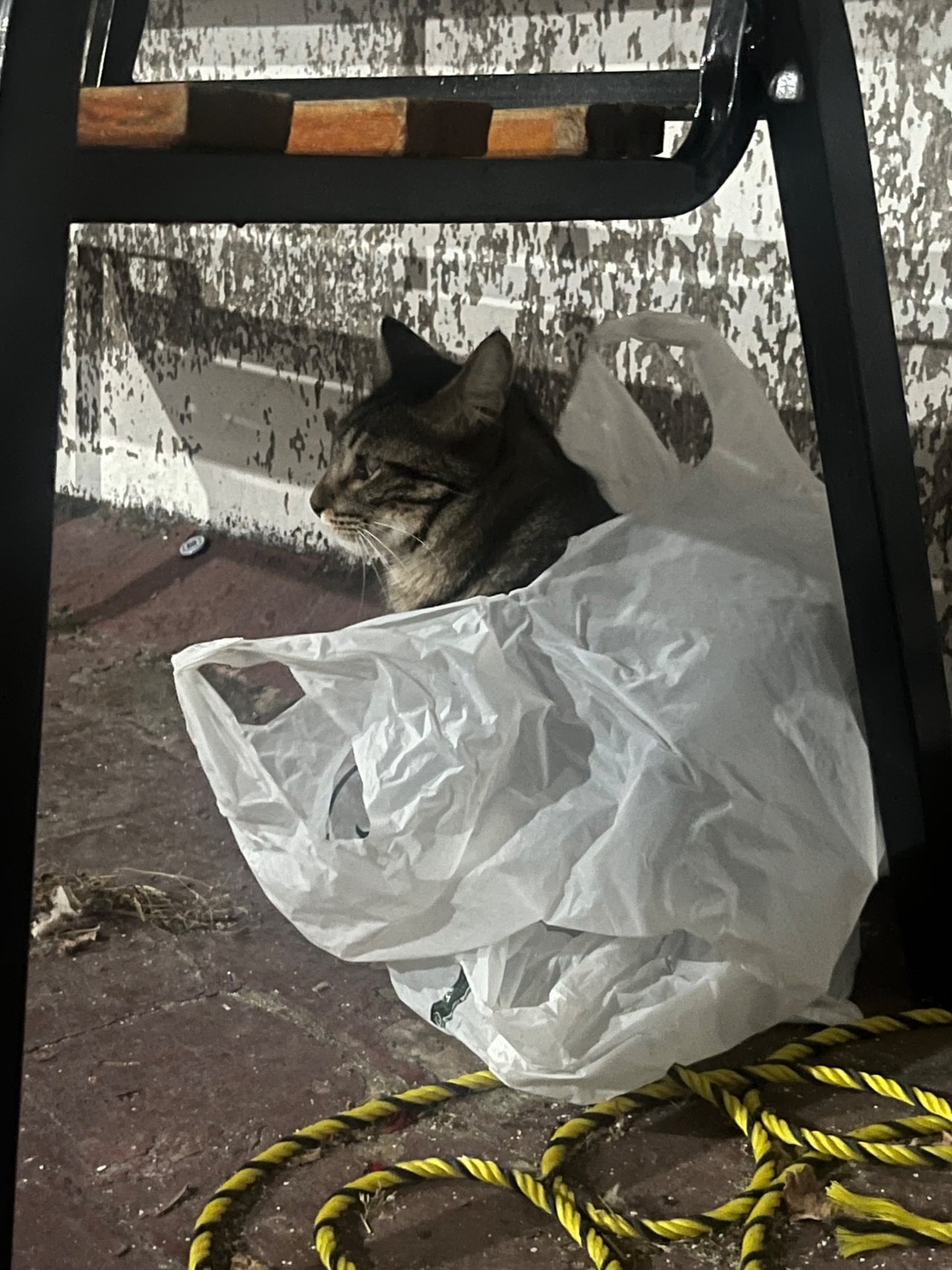 IMG_7426.jpeg