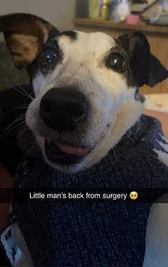 Geordie after op.jpg