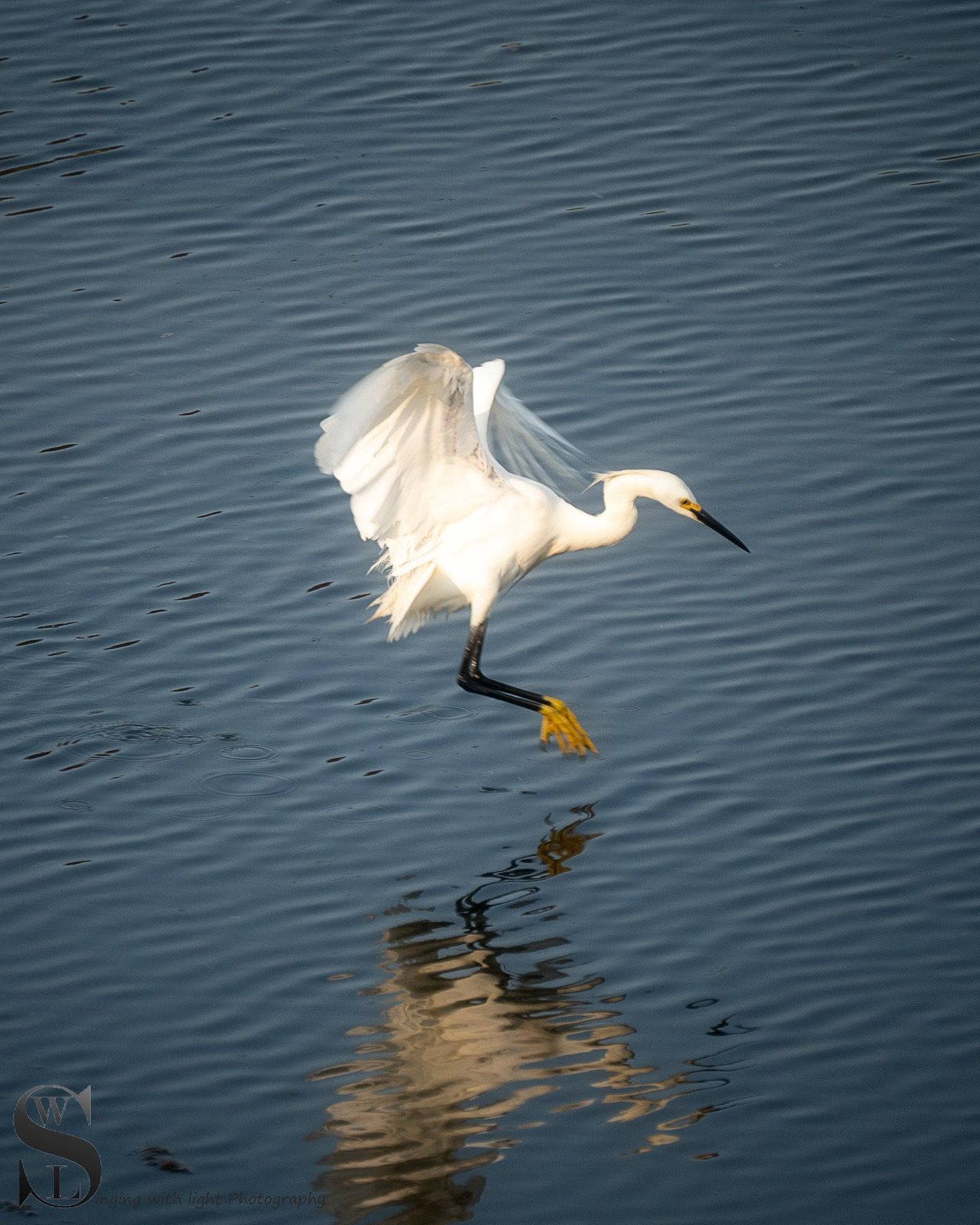 egrets.jpg