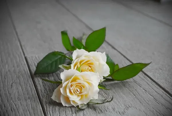 significado_de_las_rosas_blancas_46070_2_600.webp