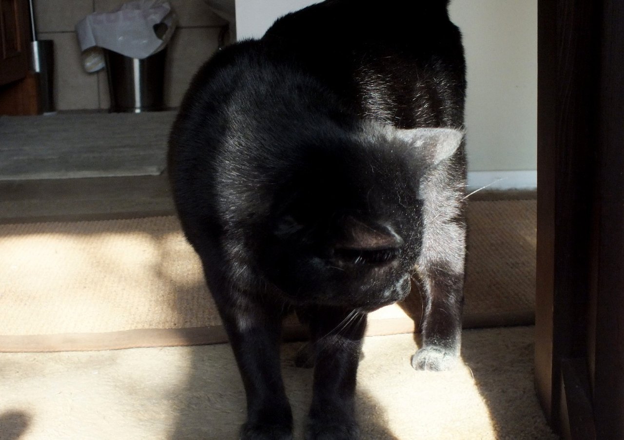 CC0210Sunspot.jpg