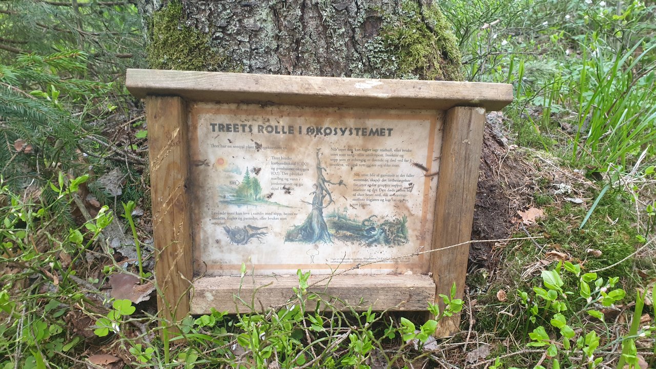 tree.jpg