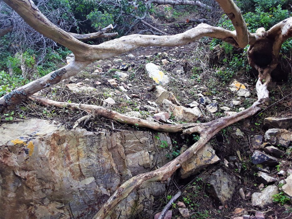 Old fallen tree carcass with newer fallen tree behind