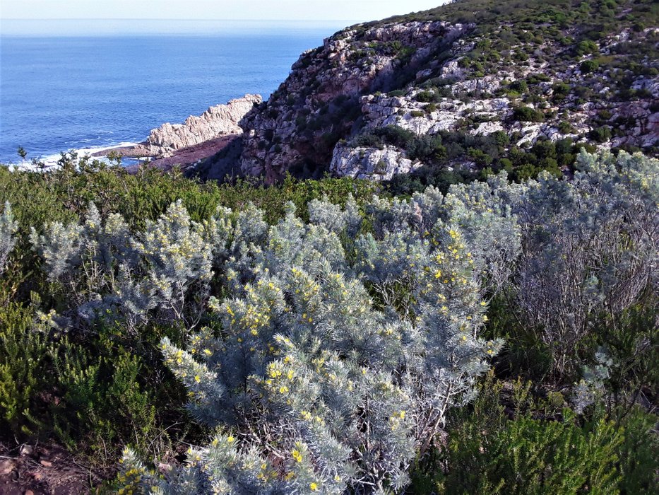 Back on top of the cliffs with blossoming silver bush