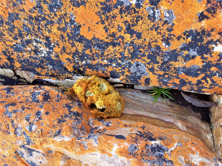 A piece of sponge with rich old gold color curiously matching the lichen covering the rock