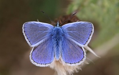 Common_blue_butterfly_Polyommatus_icarus_male_3 charles J. Sharp 4.0.JPG