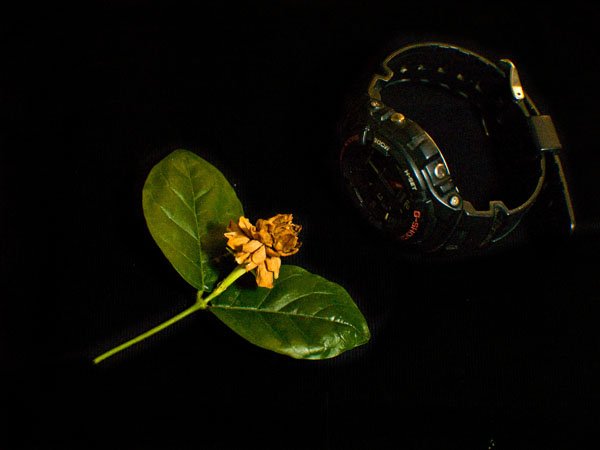 flor2-re-pa-600.jpg