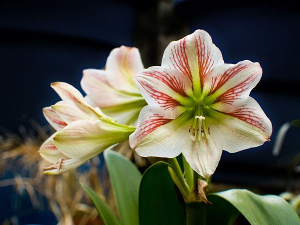 flor-n-1200-600.jpg