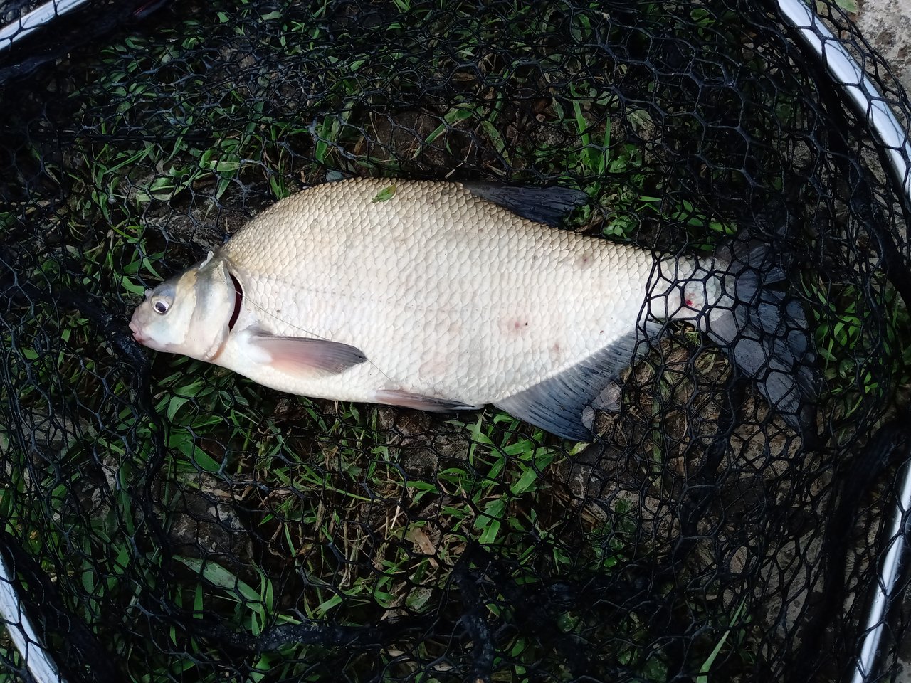 MVIMG_20190623_044817.jpg