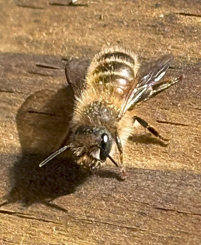 hivegarden-greenhouse-bee-.jpg