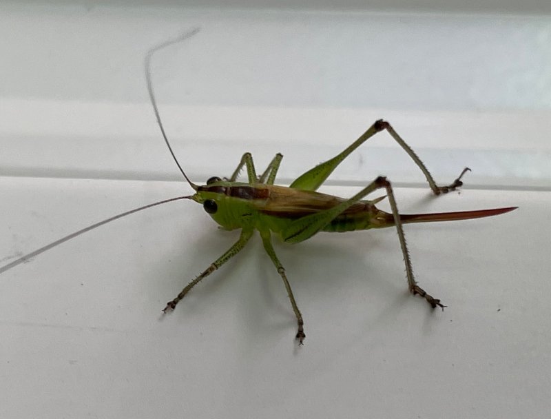 nature-insects-grasshopper.jpg