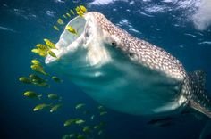 whaleshark918f9.jpg