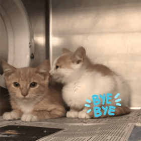 cattbye.gif