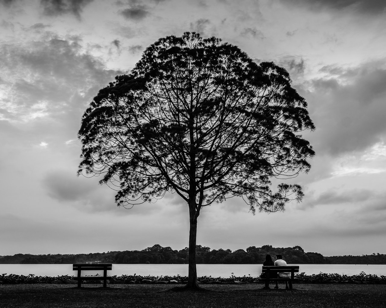 09_Blue Hr_Upper Seletar Lone Tree  bnw1.jpg