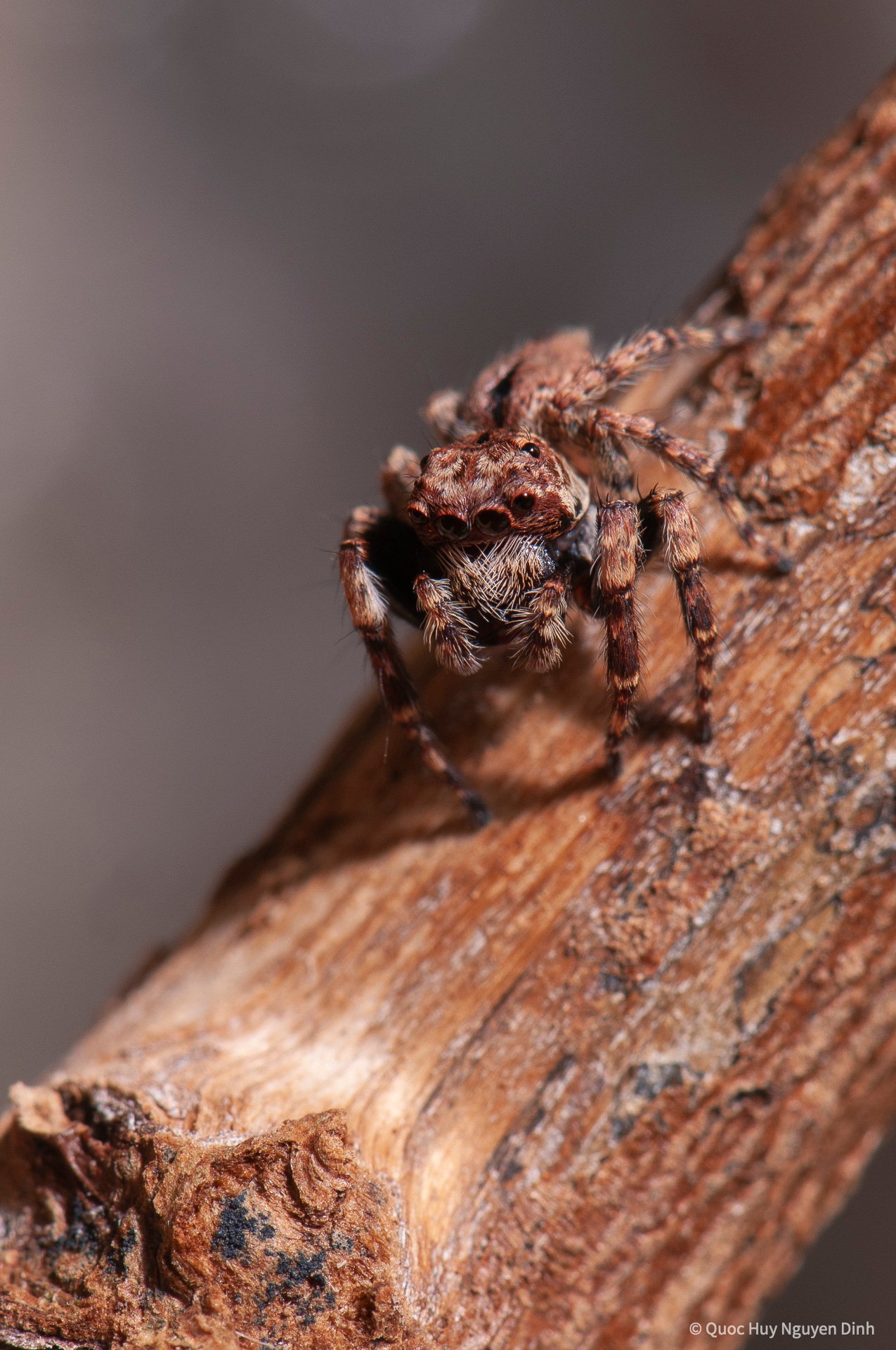 Jumping Spider - Servaea sp-4.jpg