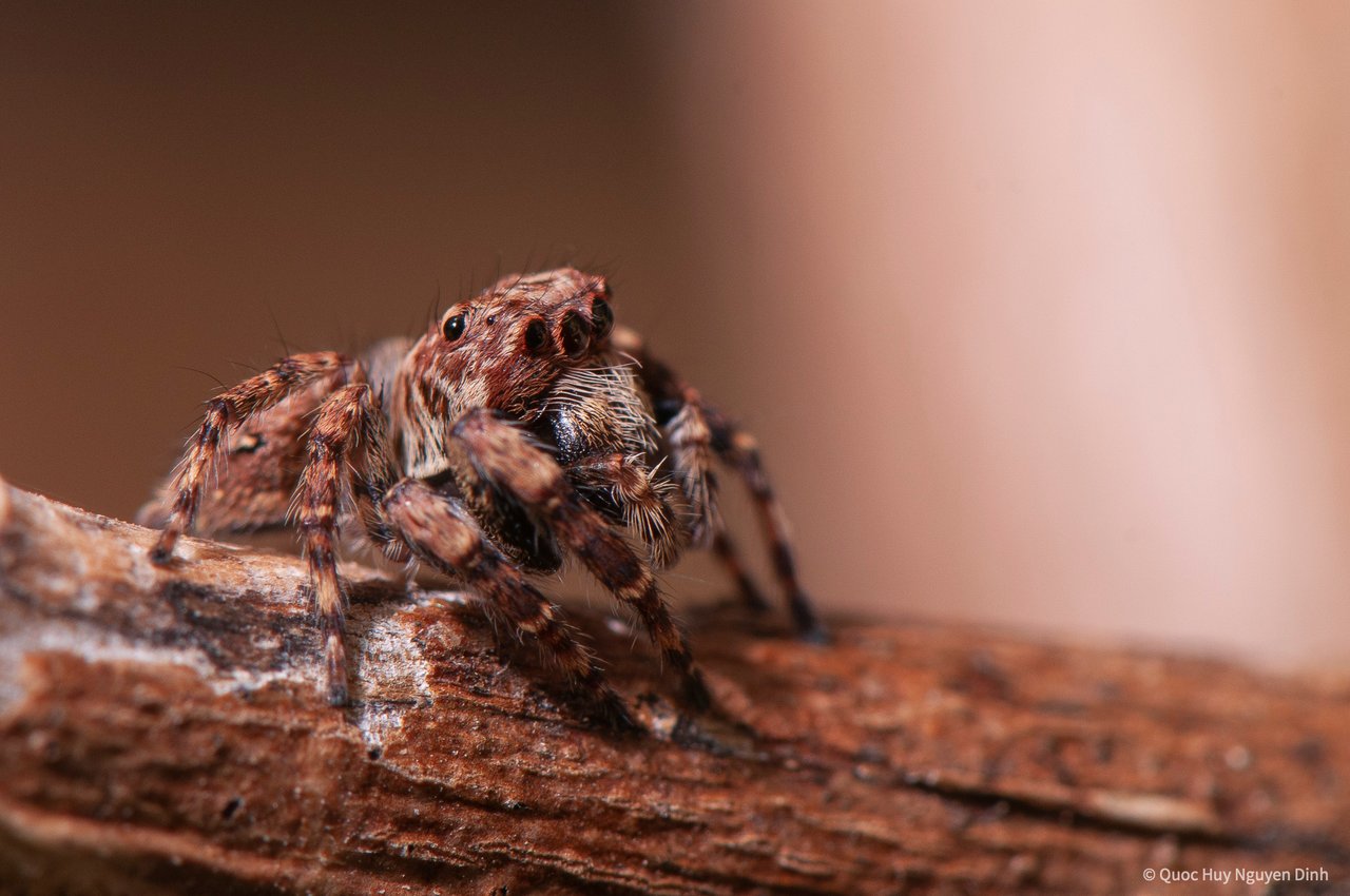 Jumping Spider - Servaea sp-3.jpg