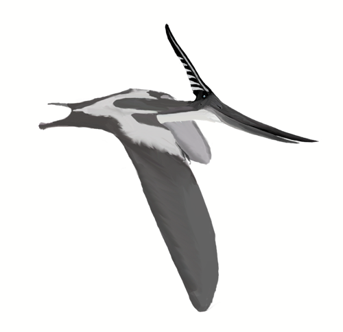 Pteranodon_longiceps_mmartyniuk_wiki.png