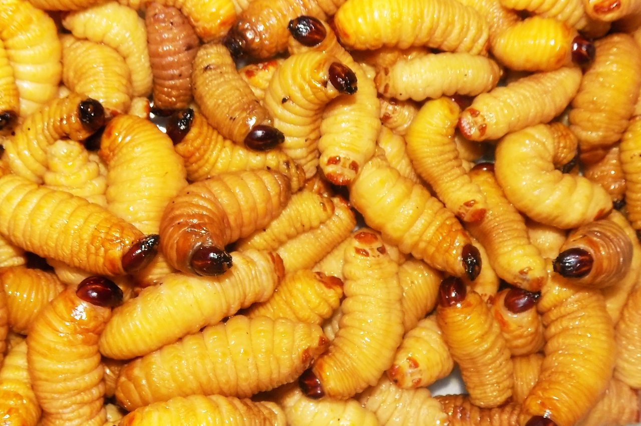 maggots.jpg