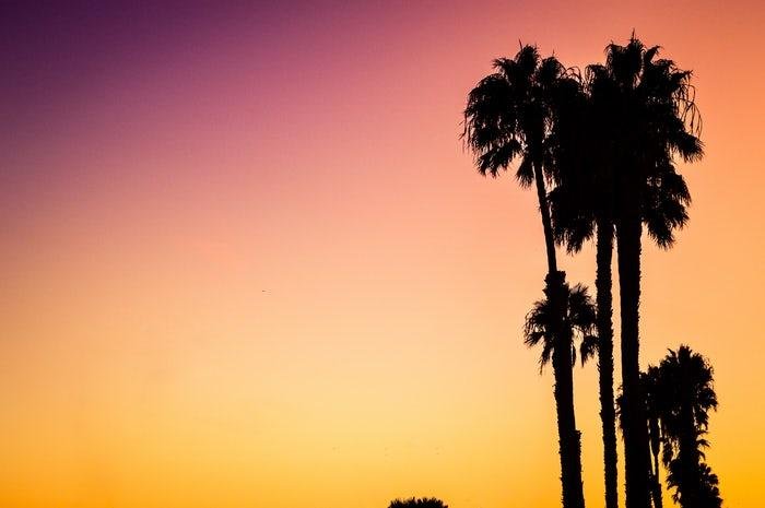 palm trees.jpg