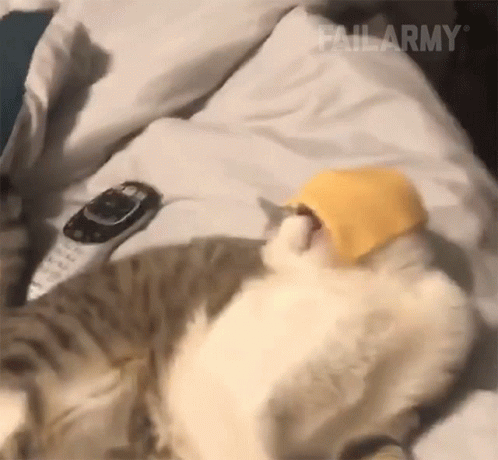 untitled.gif